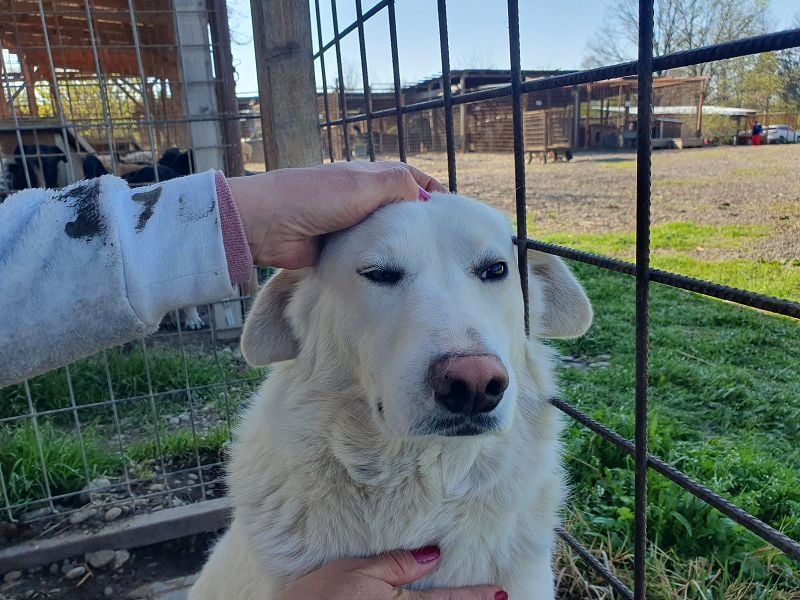 ♥JANOSCH♥ hübscher, sehr lieber, anfangs noch vorsichtiger Labrador-Mix-Rüde 48 cm