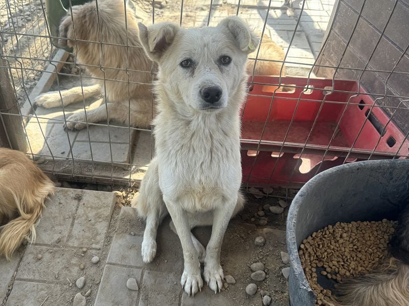 ♥VANESSA♥ süße, noch vorsichtige hübsche Maus, die im Tierheim so traurig schaut 48 cm