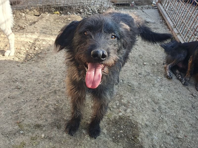 ♥BORIS♥ ganz zutraulicher, sanfter, lieber Wuschel-Mix-Rüde, der begeistert 46 cm ♥BORIS♥ ganz zutraulicher, sanfter, lieber Wuschel-Mix-Rüde, der begeistert 46 cm