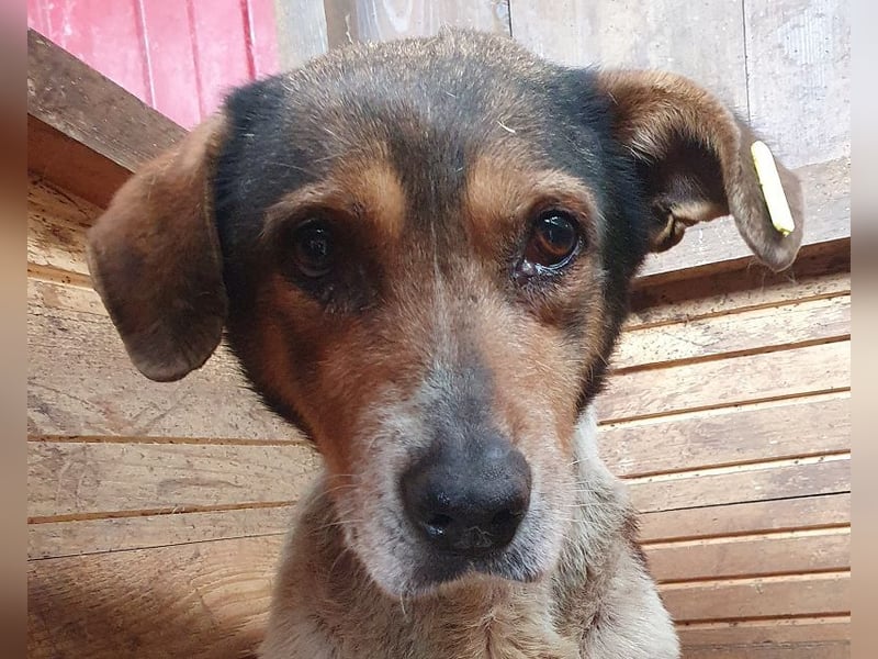 ♥RESI♥ sichtlich erschöpfte, sanfte, stille, ältere Hündin, deren trauriger Blick uns berührt 50 cm ♥RESI♥ sichtlich erschöpfte, sanfte, stille, ältere Hündin, deren trauriger Blick uns berührt 50 cm