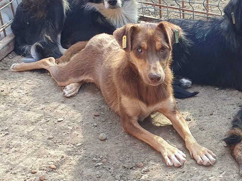 ♥SHAWNA♥ total menschenbezogene, wunderschöne, lebensfrohe, quirlige Junghündin 46 cm