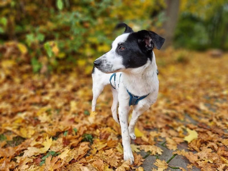 ♥KIM♥ neu auf Pflegestelle in Köln - verschmuste, zutrauliche, sanfte Juniorin 50 cm