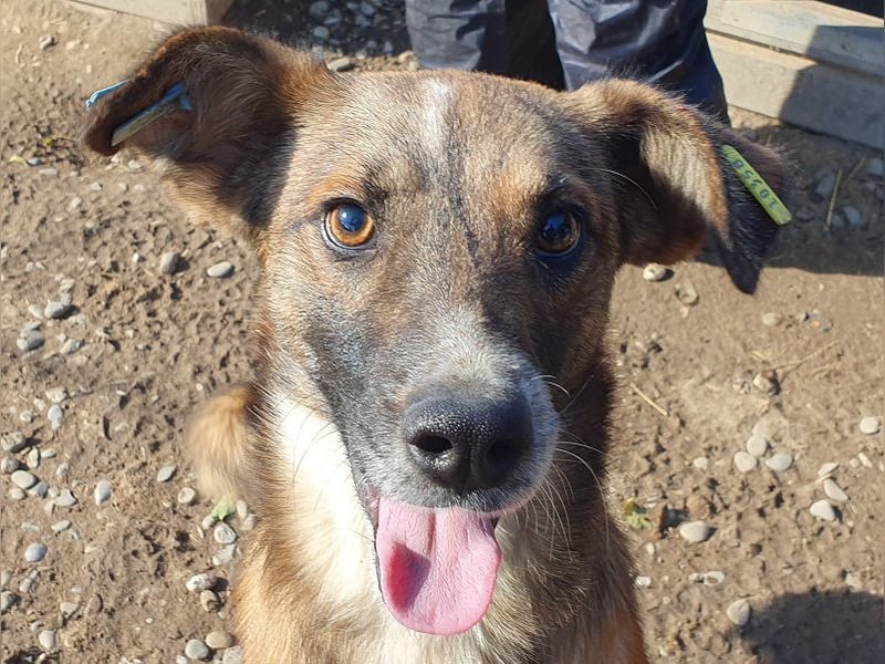 ♥NICO♥ verschmuster, sehr menschenbezogener, aufgeschlossener hübscher Rüde 47 cm ♥NICO♥ verschmuster, sehr menschenbezogener, aufgeschlossener hübscher Rüde 47 cm