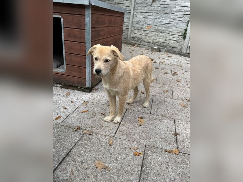 ♥BARNY♥ auf Pflegestelle bei Köln - zuckersüßer, verspielter Bub 44 cm (wachsend)