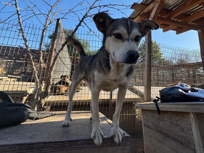 ♥BOBO♥ ganz verschmuster, offener, menschenbezogener Rüde voller Vertrauen 47 cm