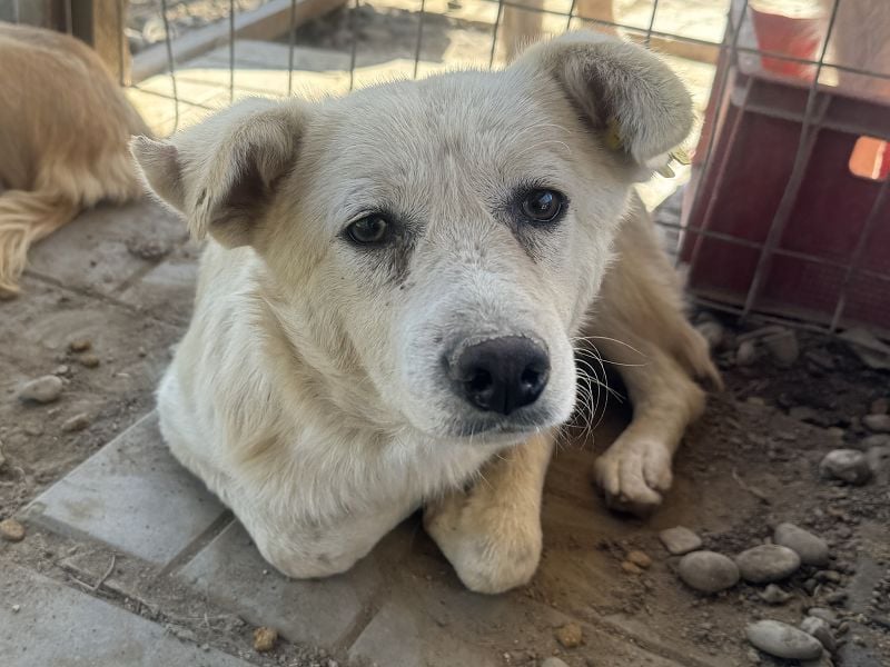 ♥VANESSA♥ süße, noch vorsichtige hübsche Maus, die im Tierheim so traurig schaut 48 cm ♥VANESSA♥ süße, noch vorsichtige hübsche Maus, die im Tierheim so traurig schaut 48 cm