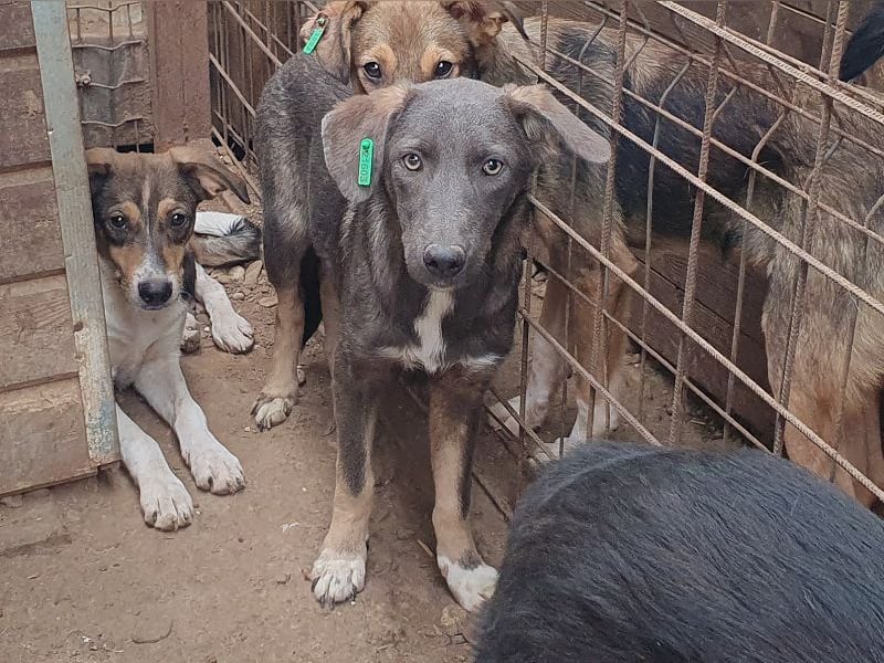 ♥FLORA♥ ab 15. Nov auf Pflegestelle bei Köln-wunderschöne, aufgeschlossene, verspielte Juniorin 41cm