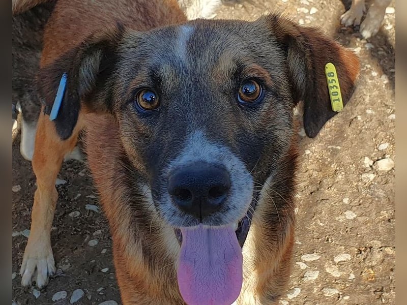 ♥NICO♥ verschmuster, sehr menschenbezogener, aufgeschlossener hübscher Rüde 47 cm ♥NICO♥ verschmuster, sehr menschenbezogener, aufgeschlossener hübscher Rüde 47 cm