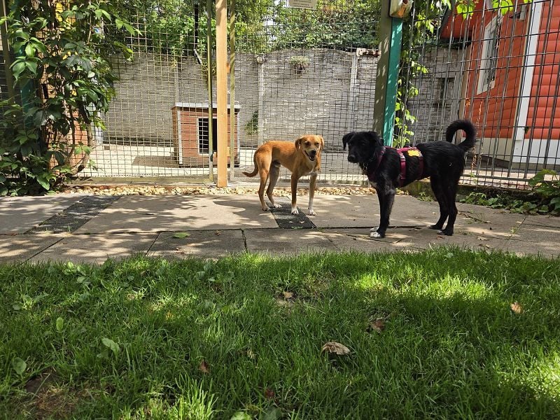 ♥PUMUCKL♥ auf Pflegestelle in Köln - zuckersüßer, sanfter, noch etwas unsicherer Junghund 41 cm ♥PUMUCKL♥ auf Pflegestelle in Köln - zuckersüßer, sanfter, noch etwas unsicherer Junghund 41 cm