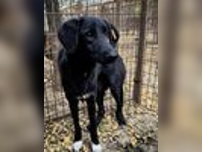 ♥LETTY♥ sehr zarte, süße Hündin, die von einem Fabrikgelände gerettet wurde 50 cm