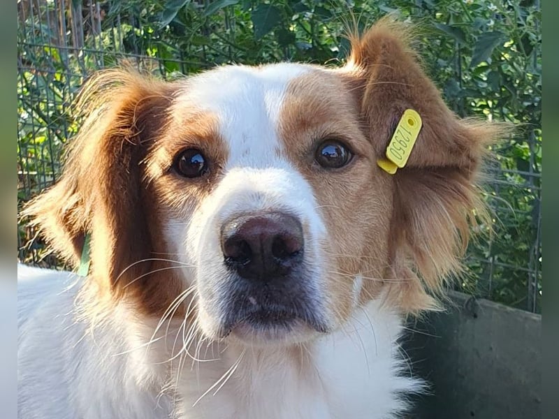 ♥NOALI♥ wunderschöne, noch etwas unsichere Hündin mit wuscheliger Puschelrute 50 cm