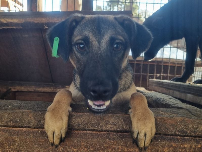 ♥TERENCE♥ verschmuster, lebensfroher, aufgeschlossener Kuschelbär mit süßer Ringelrute 50 cm