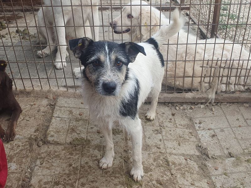 ♥FRIDO♥ süßer, hübscher, neugieriger Hundejunge mit terrierähnlichem Aussehen 49 cm