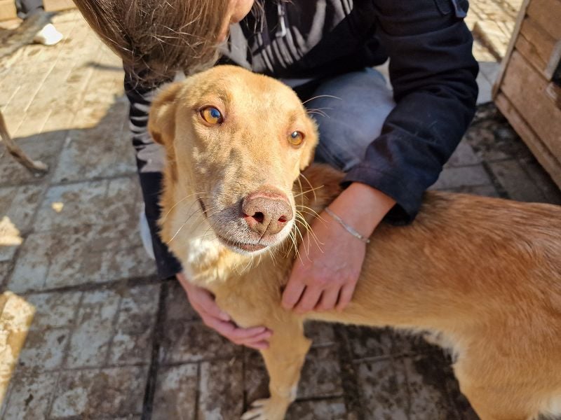 ♥SANTOS♥ anhänglicher, fröhlicher, aktiver, ganz toller Rüde 44 cm