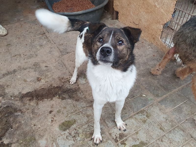 ♥LUCA♥ wunderschöner, total verschmuster, sehr menschenbezogener, sportlicher Junior 42 cm