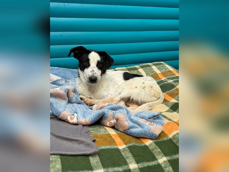 ♥KIM♥ neu auf Pflegestelle in Köln - verschmuste, zutrauliche, sanfte Juniorin 50 cm