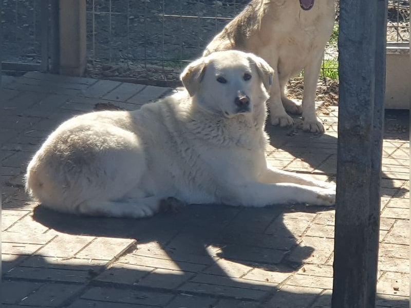 ♥JANOSCH♥ hübscher, sehr lieber, anfangs noch vorsichtiger Labrador-Mix-Rüde 48 cm