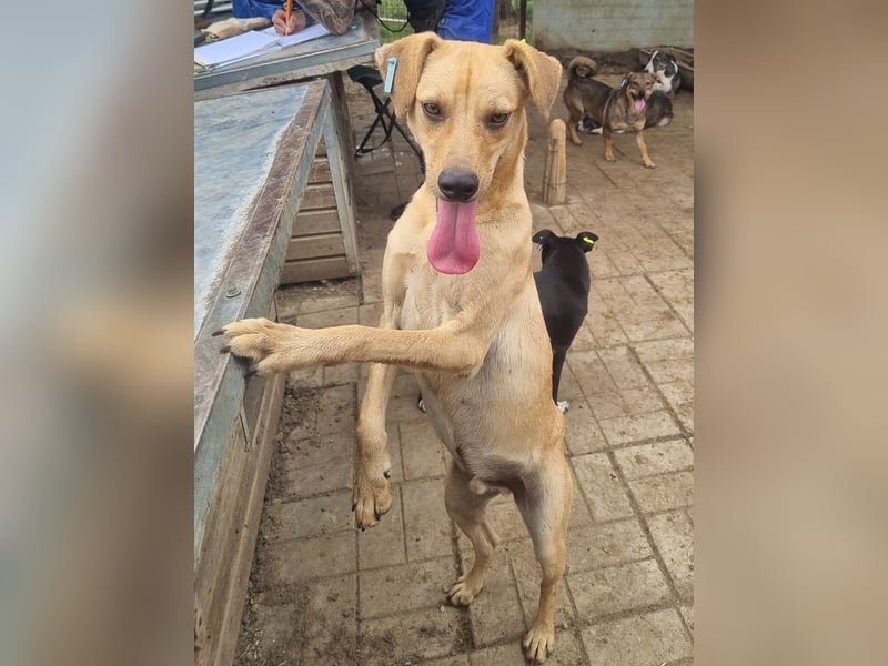 ♥FOXY♥ ganz lieber, fröhlicher, goldfarbener Blitz, der noch nie in Freiheit toben durfte 48 cm