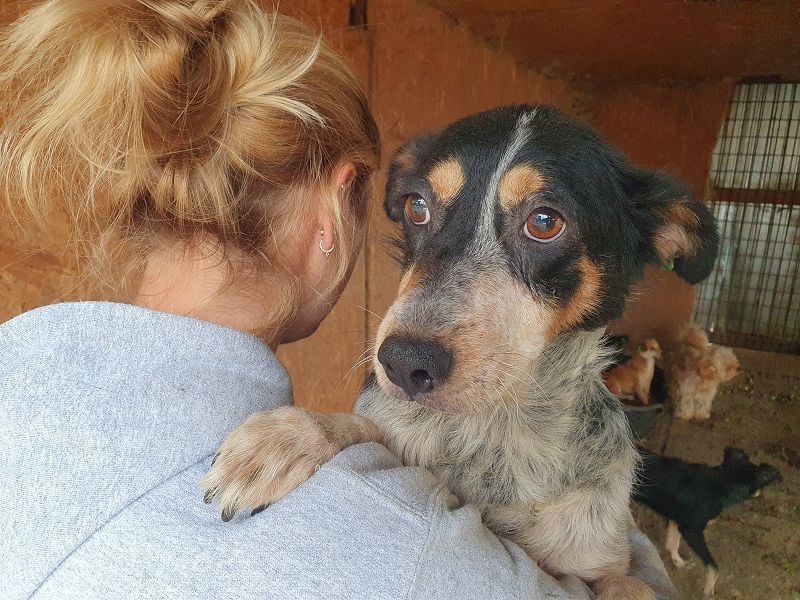 ♥NELE♥ neu auf Pflegestelle bei Leverkusen-wunderschöne, ruhige, verschmuste, sensible Hündin 47cm