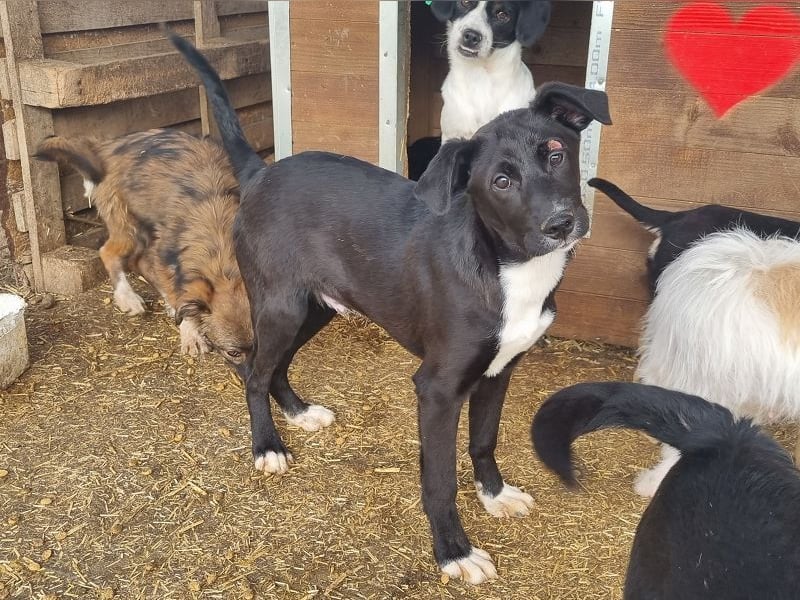 ♥ALBIE♥ wunderschöner, fröhlicher, verschmuster Sonnenschein 43 cm (etwas wachsend)