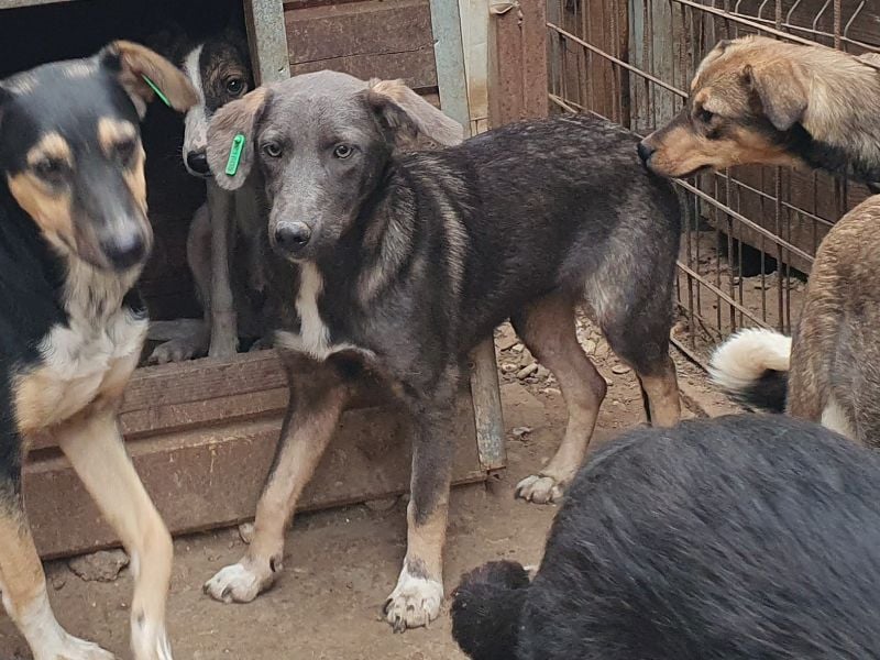 ♥FLORA♥ ab 15. Nov auf Pflegestelle bei Köln-wunderschöne, aufgeschlossene, verspielte Juniorin 41cm