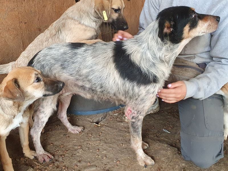 ♥NELE♥ neu auf Pflegestelle bei Leverkusen-wunderschöne, ruhige, verschmuste, sensible Hündin 47cm