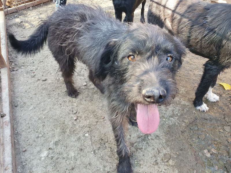 ♥BORIS♥ ganz zutraulicher, sanfter, lieber Wuschel-Mix-Rüde, der begeistert 46 cm ♥BORIS♥ ganz zutraulicher, sanfter, lieber Wuschel-Mix-Rüde, der begeistert 46 cm