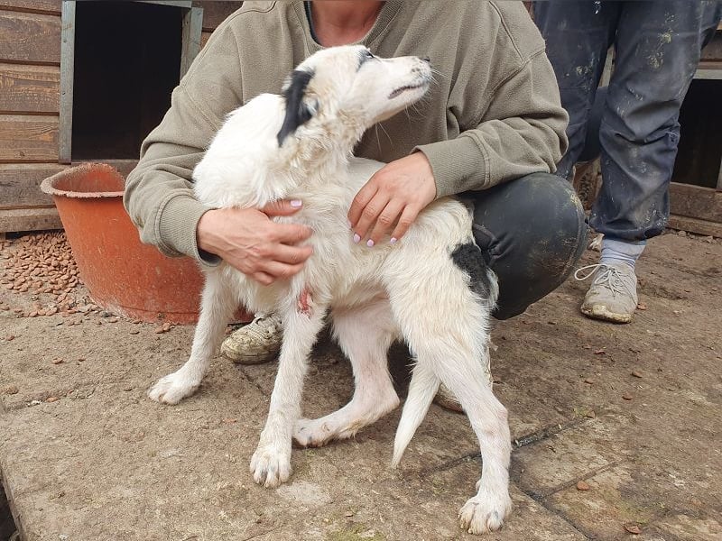 ♥YUKI♥ ab 15. Nov auf Pflegestelle bei Köln - zuckersüße, sehr zutrauliche, verspielte Juniorin 43cm