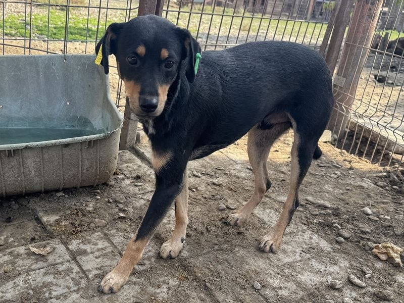 ♥LUBI♥ hübscher, ganz lieber, noch etwas ängstlicher Rüde mit dem süßen Unterbiss 45 cm