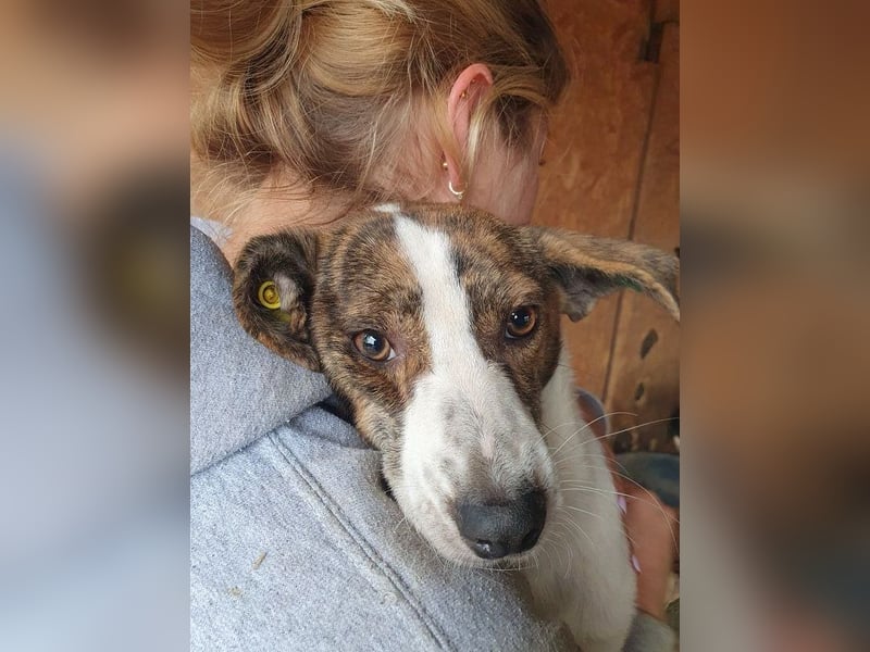 ♥HELEN♥ ab 4. Okt auf Pflegest bei Köln-sehr erschöpfte,leider zu dünne, ganz liebe zarte Seele 42cm