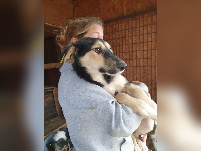 ♥ISABELLA♥ unglaublich verschmuste, verspielte, schlanke Schönheit mit ganz weichem Fell 46 cm