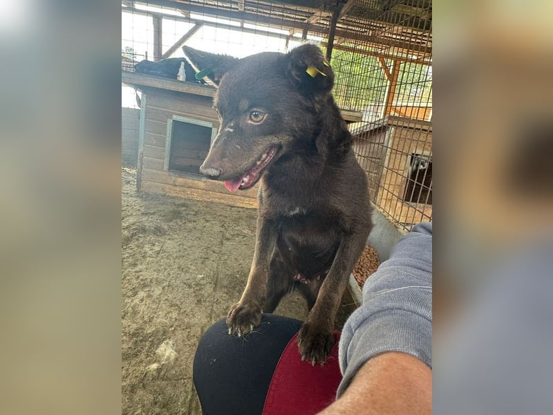 ♥SCHOKI♥ neu auf Pflegestelle bei Köln - süße, anhängliche, ruhige Hündin 44cm