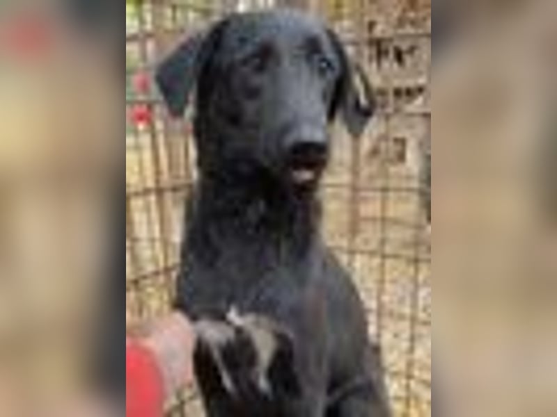 ♥LETTY♥ sehr zarte, süße Hündin, die von einem Fabrikgelände gerettet wurde 50 cm ♥LETTY♥ sehr zarte, süße Hündin, die von einem Fabrikgelände gerettet wurde 50 cm