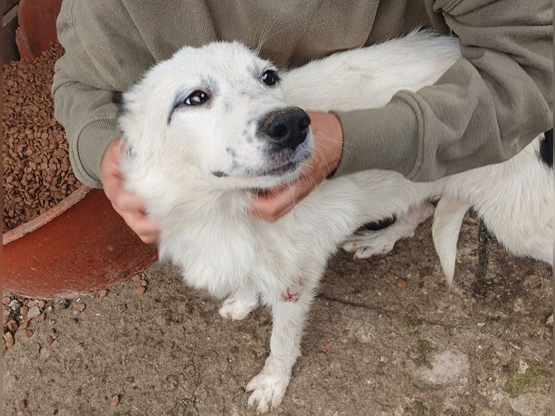 ♥YUKI♥ ab 15. Nov auf Pflegestelle bei Köln - zuckersüße, sehr zutrauliche, verspielte Juniorin 43cm