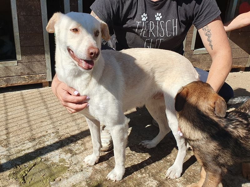 ♥MALEEN♥ ab 14. Nov auf Pflegestelle bei Köln - hübsche, süße, sanfte Hündin 48 cm