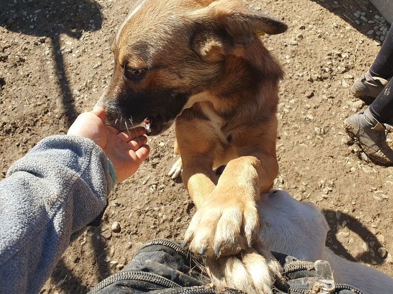 ♥NICO♥ verschmuster, sehr menschenbezogener, aufgeschlossener hübscher Rüde 47 cm ♥NICO♥ verschmuster, sehr menschenbezogener, aufgeschlossener hübscher Rüde 47 cm