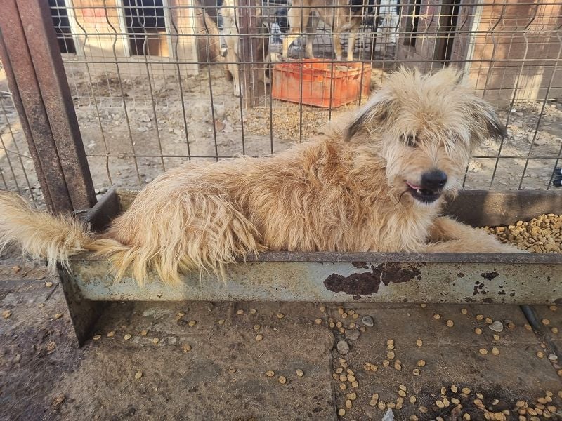 ♥LINDI♥ ruhige, sanfte, anfangs noch vorsichtige süße Hündin mit wuscheligem goldfarbenen Fell 49 cm