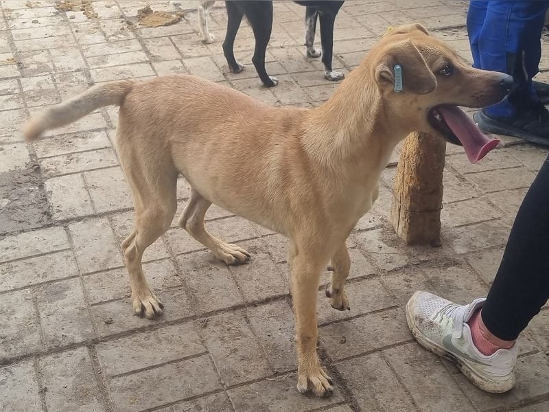 ♥FOXY♥ ganz lieber, fröhlicher, goldfarbener Blitz, der noch nie in Freiheit toben durfte 48 cm