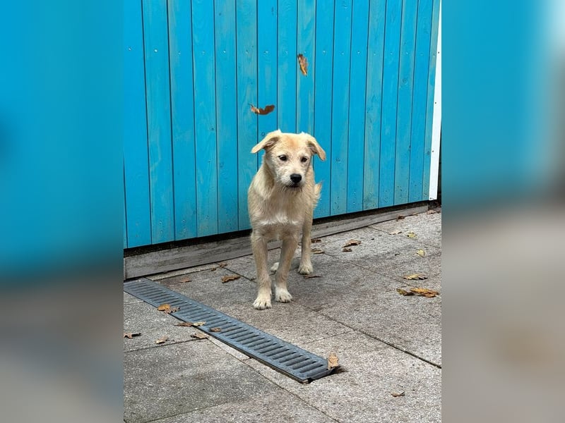 ♥BARNY♥ auf Pflegestelle bei Köln - zuckersüßer, verspielter Bub 44 cm (wachsend)
