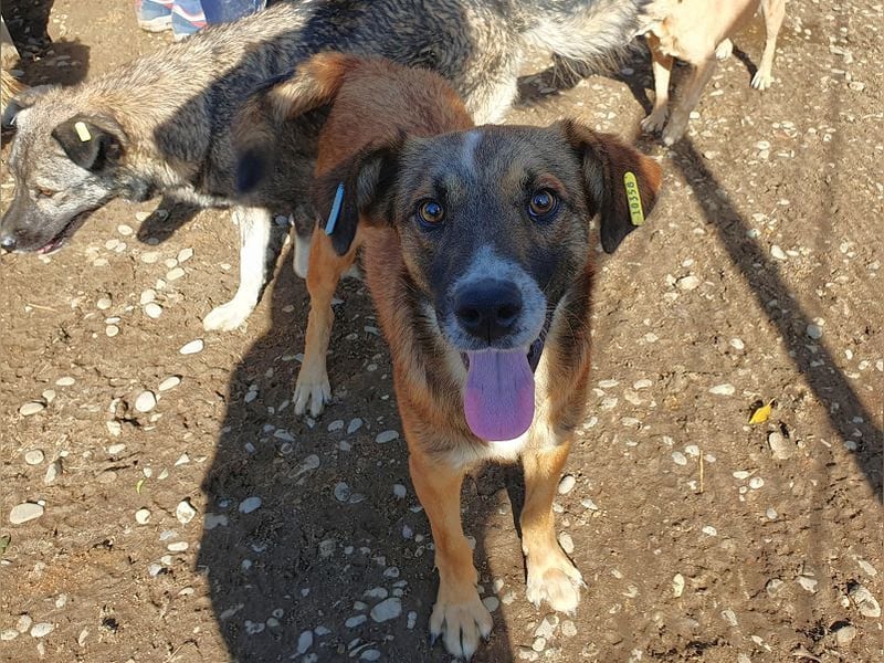 ♥NICO♥ verschmuster, sehr menschenbezogener, aufgeschlossener hübscher Rüde 47 cm ♥NICO♥ verschmuster, sehr menschenbezogener, aufgeschlossener hübscher Rüde 47 cm