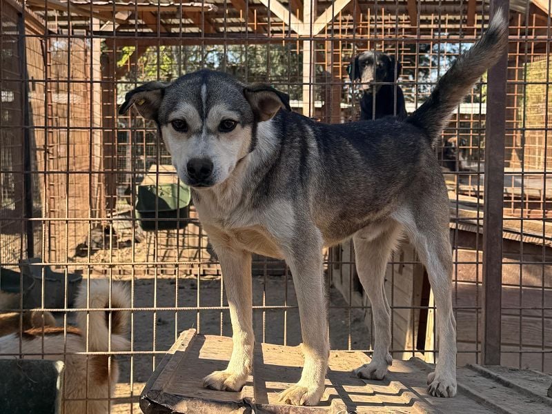 ♥BOBO♥ ganz verschmuster, offener, menschenbezogener Rüde voller Vertrauen 47 cm