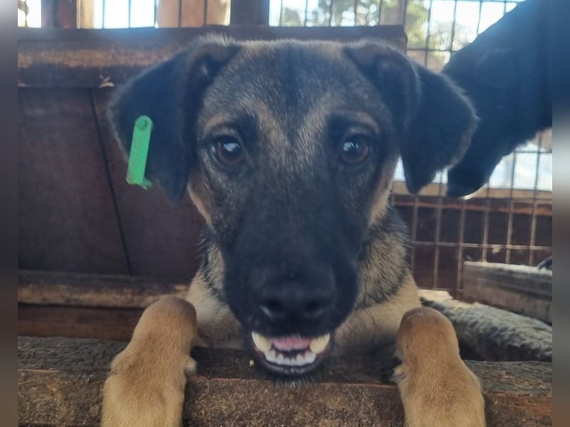 ♥TERENCE♥ verschmuster, lebensfroher, aufgeschlossener Kuschelbär mit süßer Ringelrute 50 cm