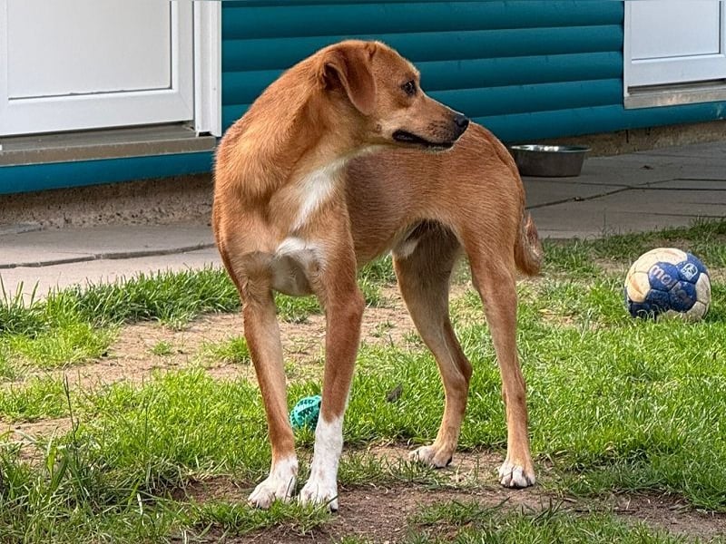 ♥PUMUCKL♥ auf Pflegestelle in Köln - zuckersüßer, sanfter, noch etwas unsicherer Junghund 41 cm