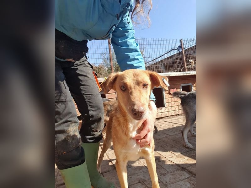 ♥SANTOS♥ anhänglicher, fröhlicher, aktiver, ganz toller Rüde 44 cm