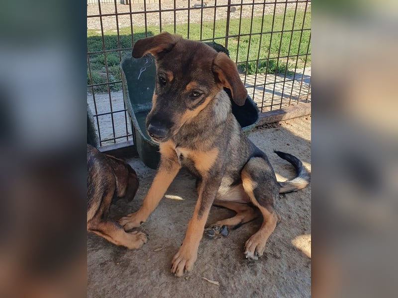 ♥FEE♥ hübsche, braun-grau gestromte Juniorin mit einem ganz besonders feinen Wesen 45 cm (wachsend)