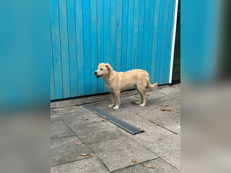 ♥BARNY♥ auf Pflegestelle bei Köln - zuckersüßer, verspielter Bub 44 cm (wachsend)