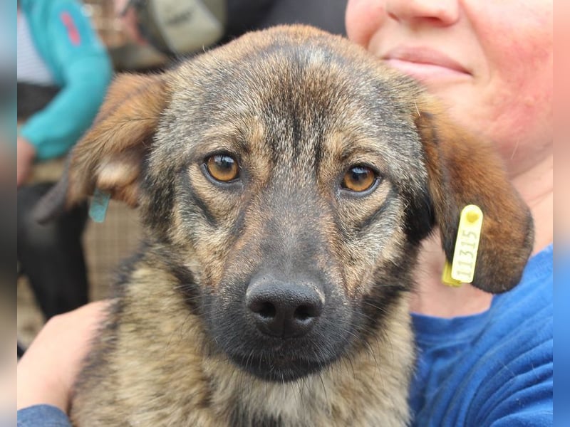 ♥MATS♥ fröhlicher, lieber schlanker Jungspund mit der handlichen Größe von 44 cm ♥MATS♥ fröhlicher, lieber schlanker Jungspund mit der handlichen Größe von 44 cm