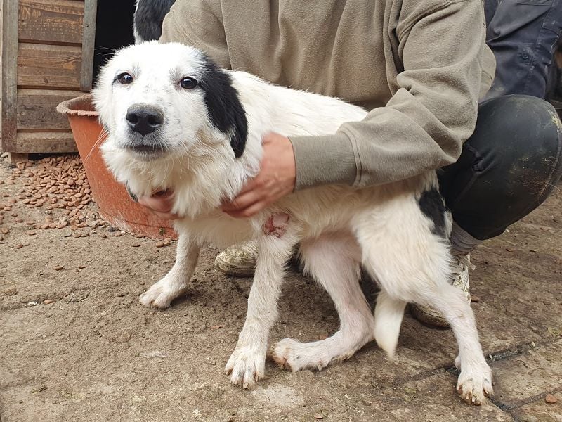 ♥YUKI♥ ab 15. Nov auf Pflegestelle bei Köln - zuckersüße, sehr zutrauliche, verspielte Juniorin 43cm