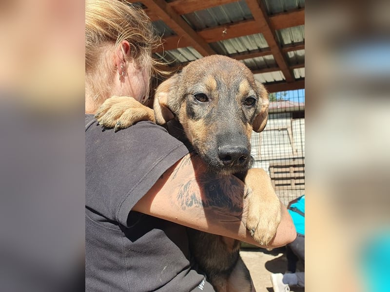 ♥FEE♥ hübsche, braun-grau gestromte Juniorin mit einem ganz besonders feinen Wesen 45 cm (wachsend)