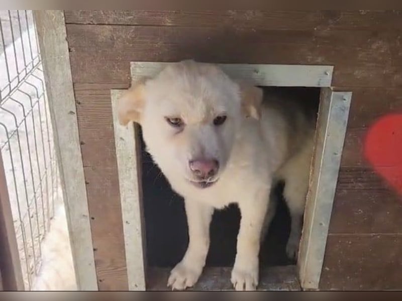 ♥ELIAS♥ süßer,sehr zutraulicher, verspielter Bub,der aussieht wie ein kleiner Eisbär-wird mittelgroß